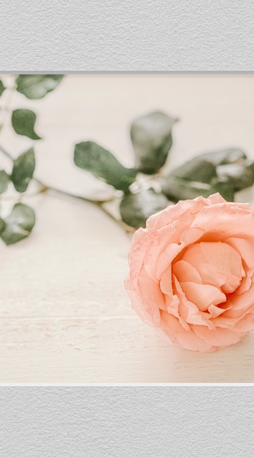 Рink rose by Lidiya Dmitrieva