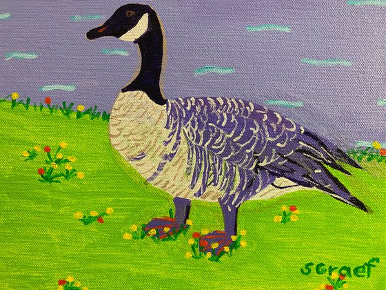 Canadian Goose