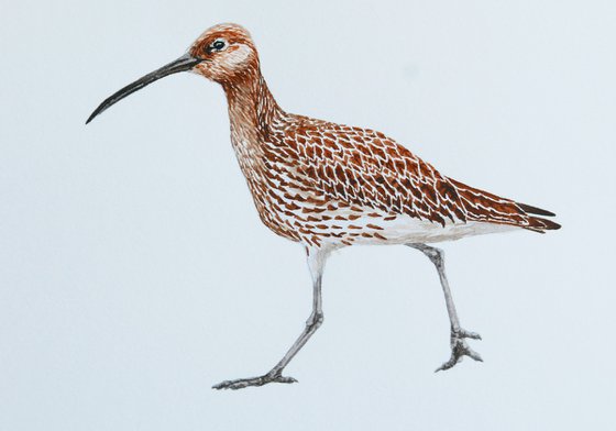 Eurasian curlew