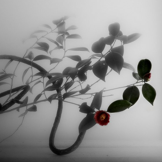 White Light#036-Steel, Camellia