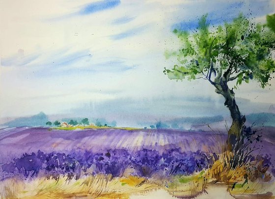 Landscape  in Provence. Lavender fields #1