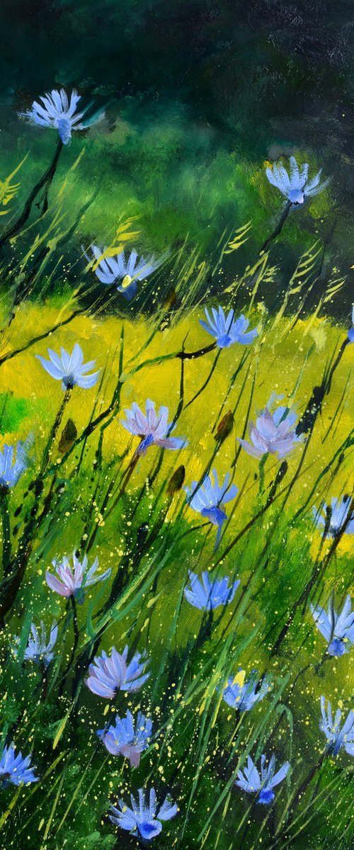 Wild chicory flowers by Pol Henry Ledent