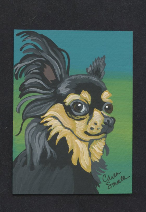 Chihuahua