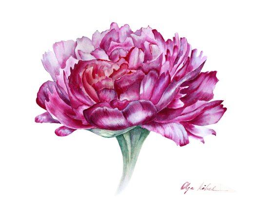 Purple peony