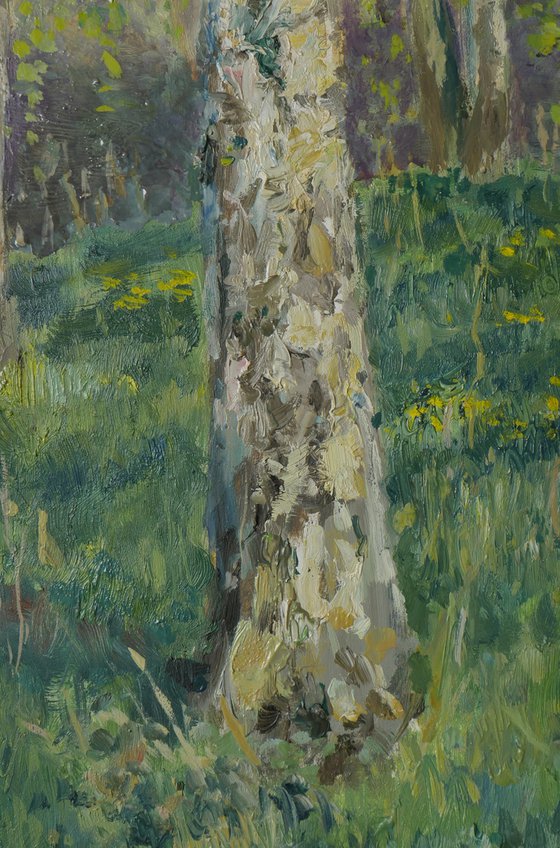 The Sunny Birch Forest
