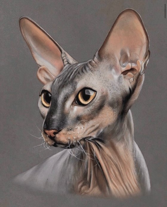 Sphynx cat