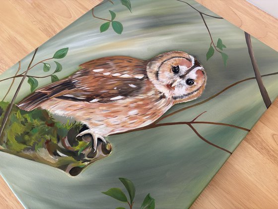 Tawny owl on a branch