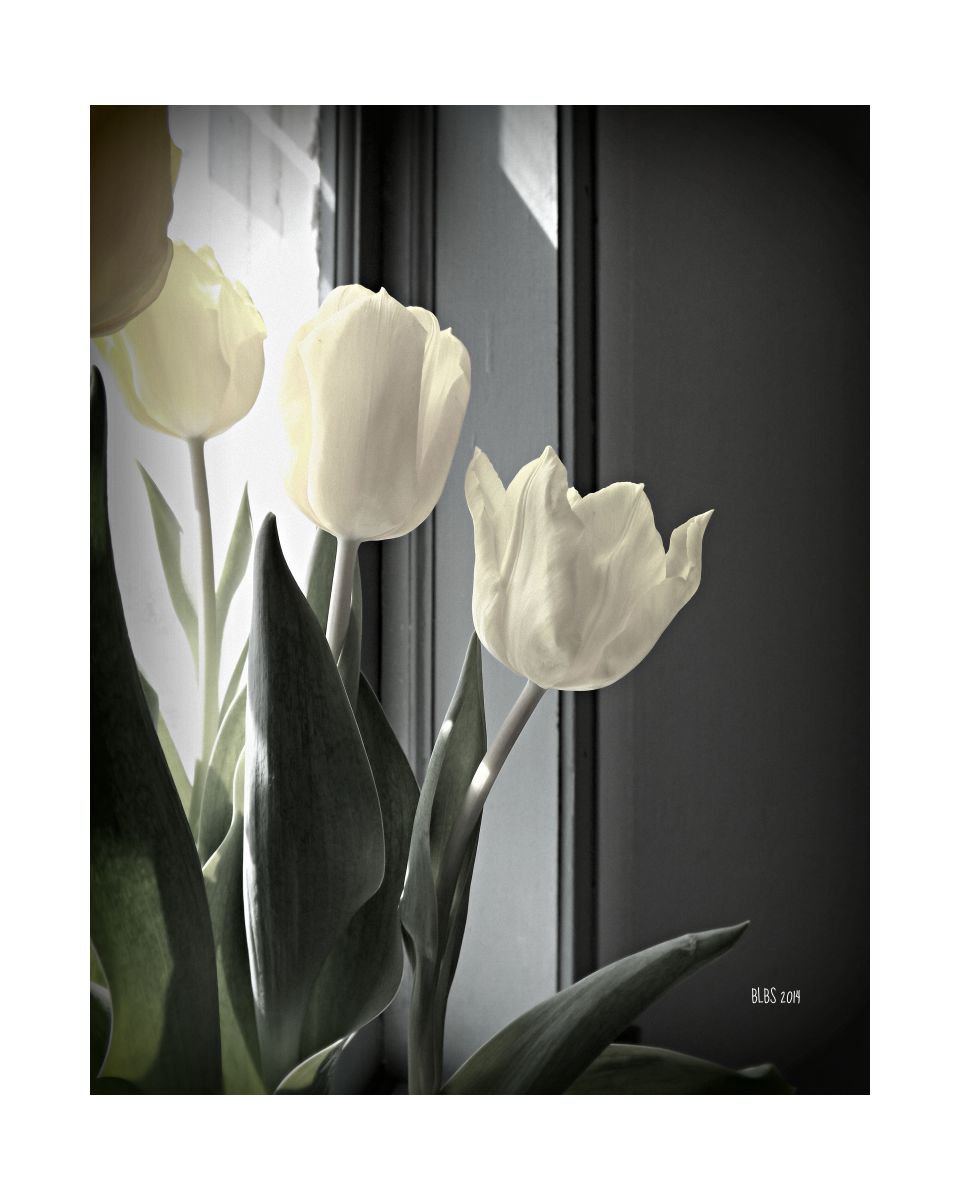 Tulips in Spring Light by Barbara Storey