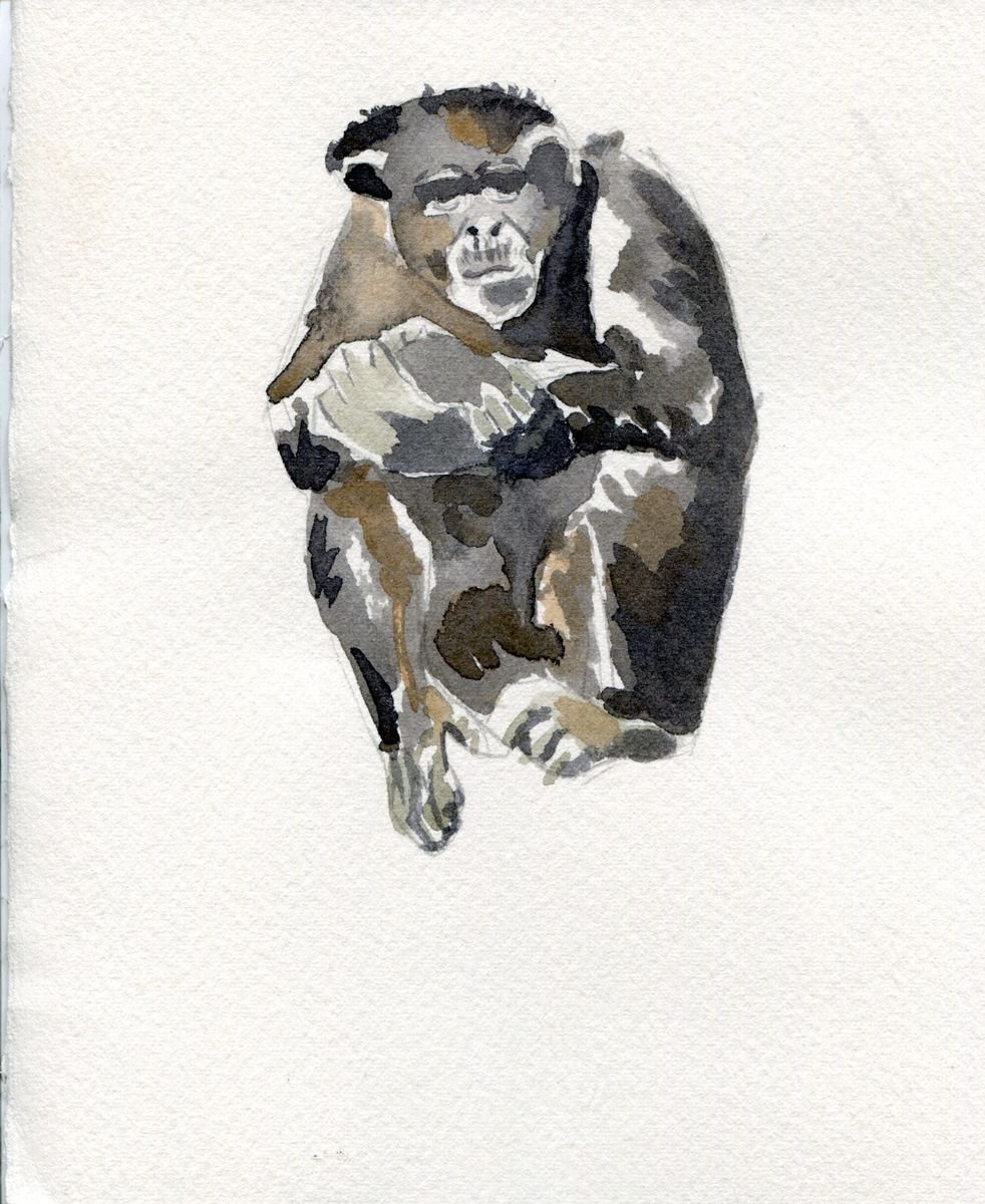 Chimpanzee Watercolour by Hannah Clark