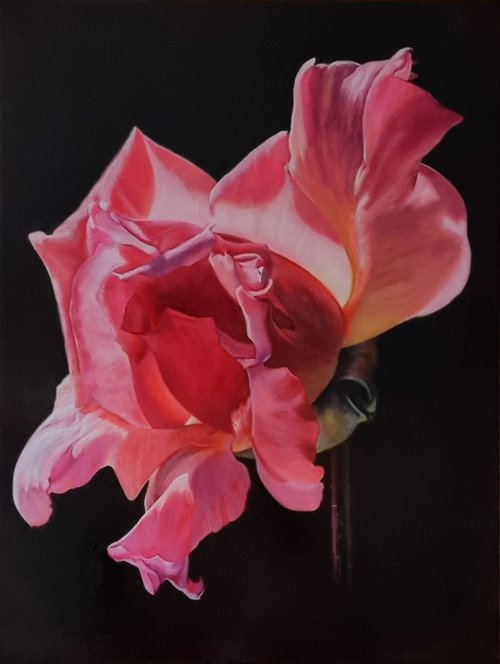 " Pink wings." rose  flower 2022 by Anna Bessonova (Kotelnik)