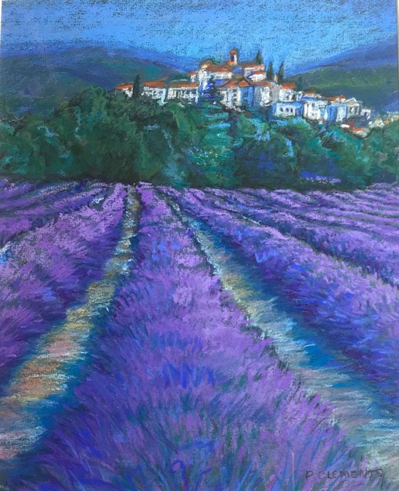 Lavender fields of France