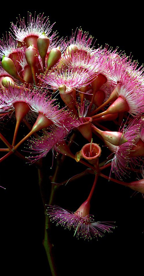 Summer Beauty Blossoms by Nadia Culph