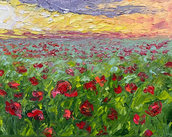 Poppy field at sunset