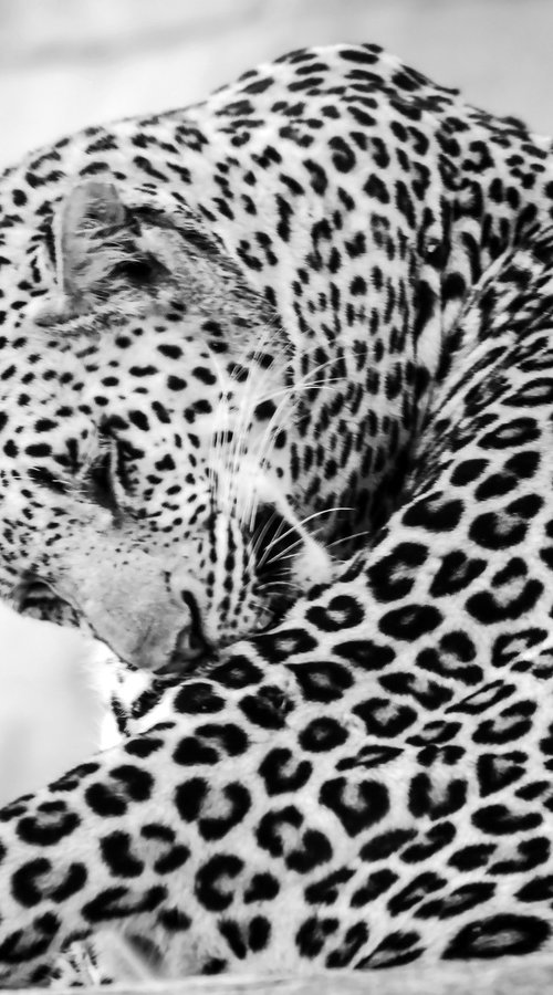THE BIG LEOPARD by Fabio Accorrà