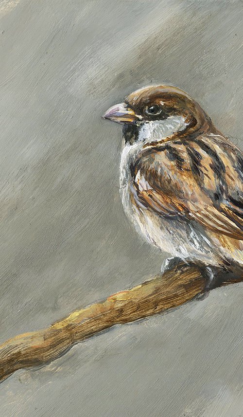 House sparrow by Una Hurst