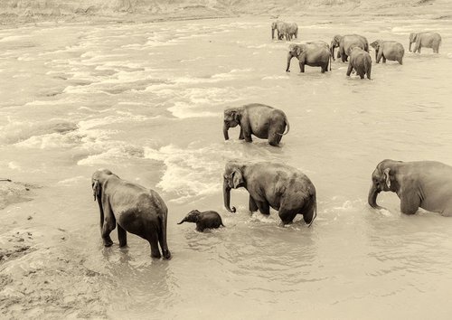 RIVER ELEPHANTS by Andrew Lever