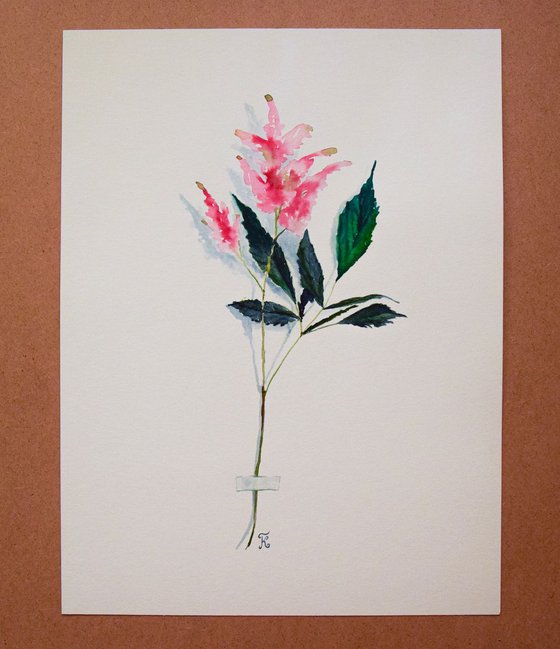 Botanical ORIGINAL watercolor painting, pink flower of mint, romantic gift for her