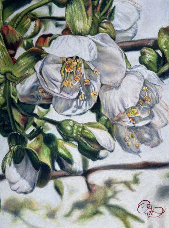 “Cherry flower“