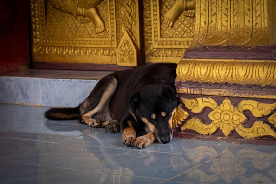 Temple Dogs of Laos I - Signed Limited Edition