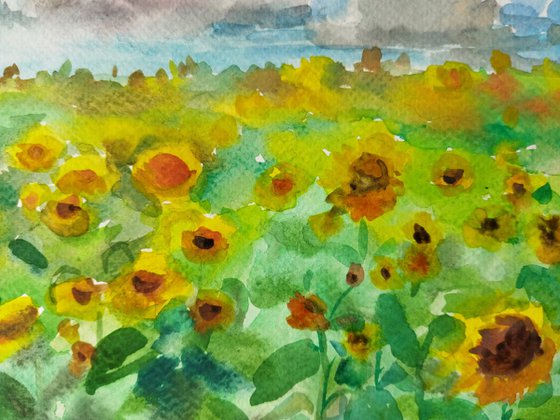 Summer field sunflowers