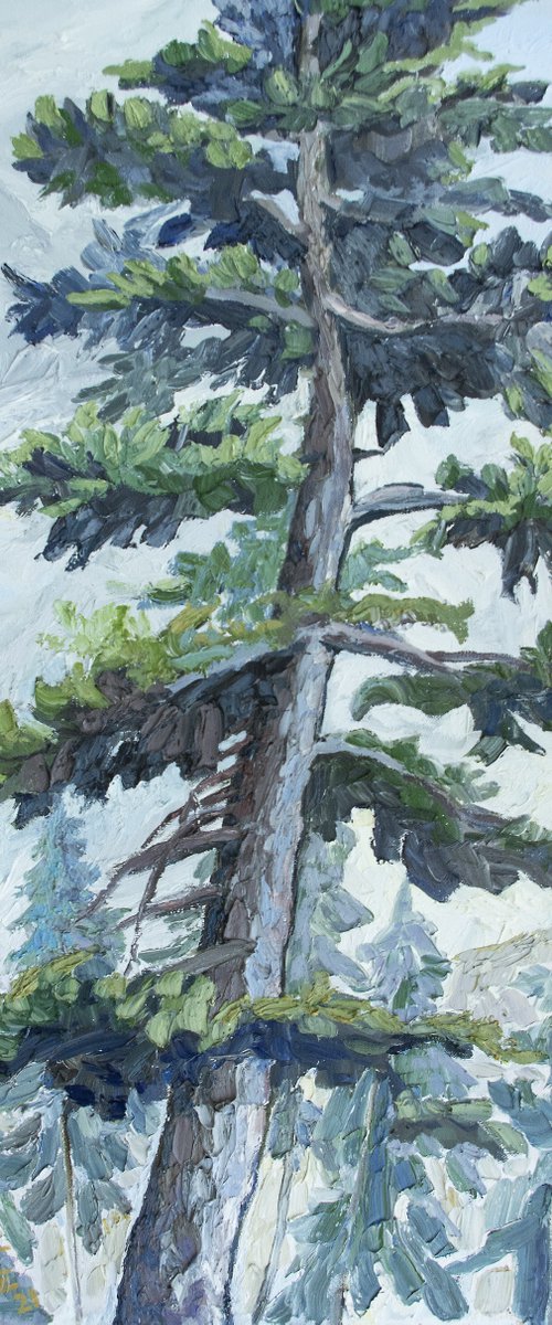 Huge Pine by Lilit Vardanyan