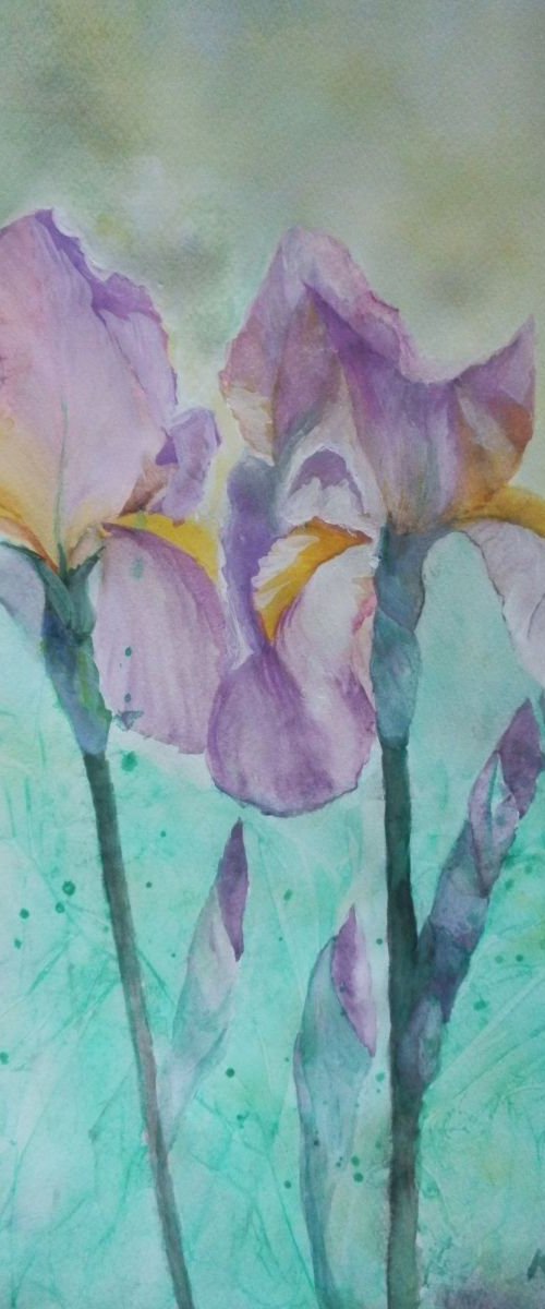 Irises by Maria Karalyos