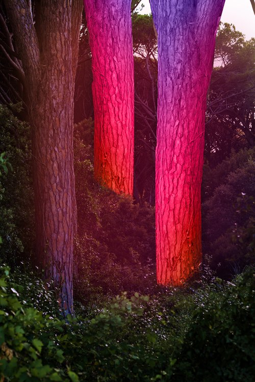 Iridescent Forest by Mattia Paoli