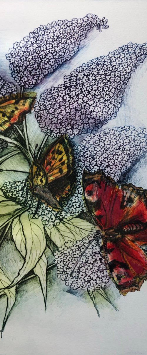 Butterfly Bush by Marian Carter