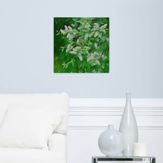 Spring melody of bird cherry