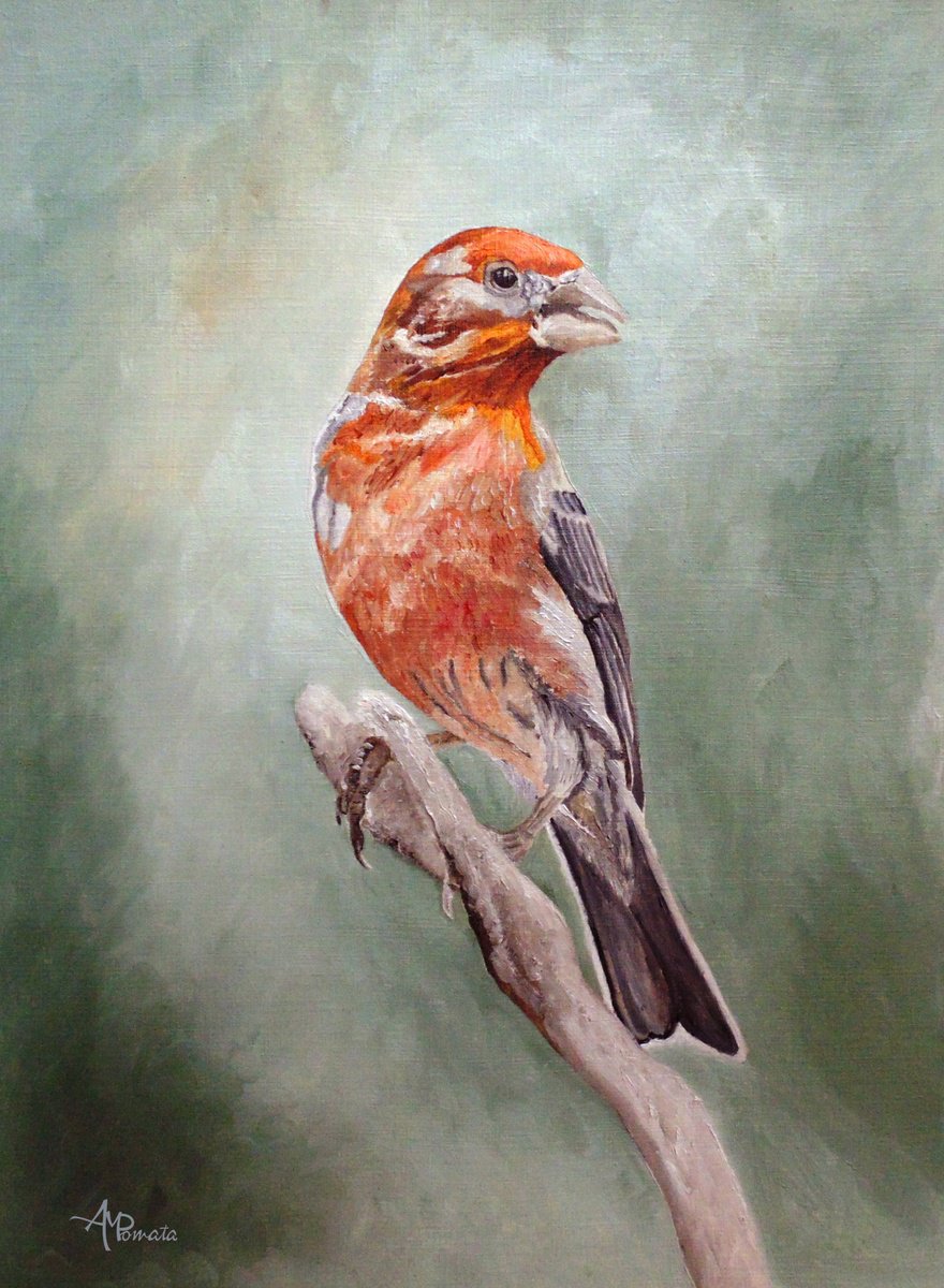 Male House Finch By Angeles M. Pomata, 10 X 13, Artwork For Sale On Artfinder