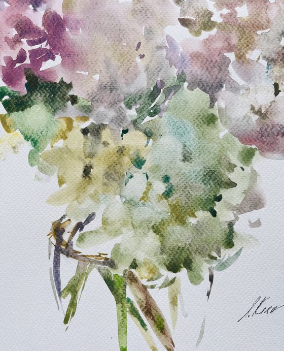 Hydrangea 5 2022