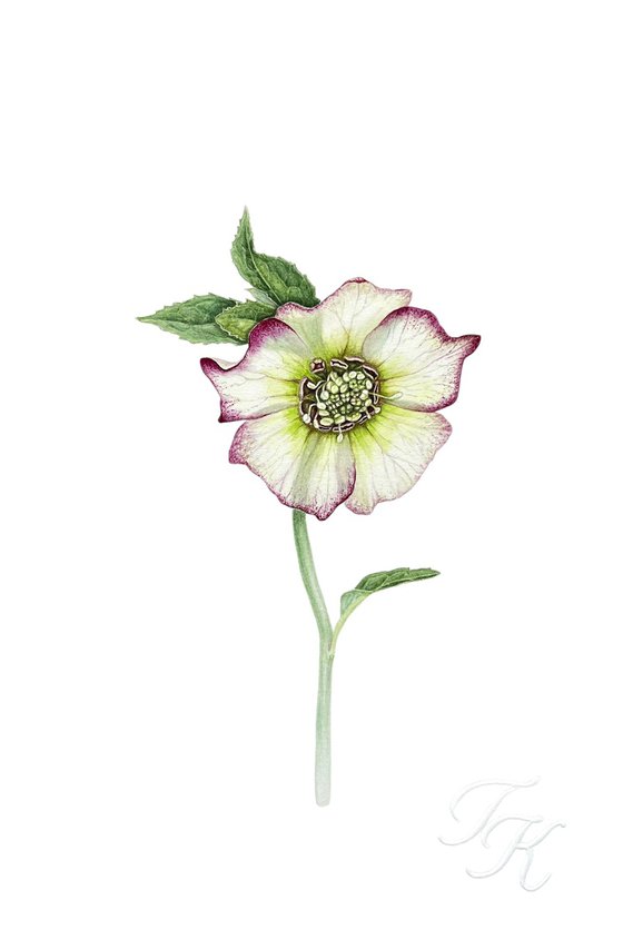 Hellebore