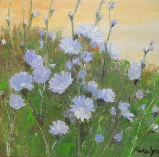 Field with chicory flowers