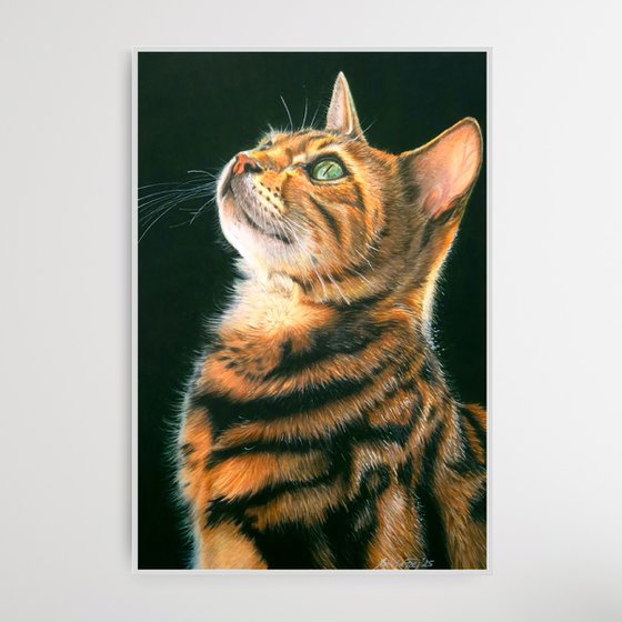 Bengal Beauty