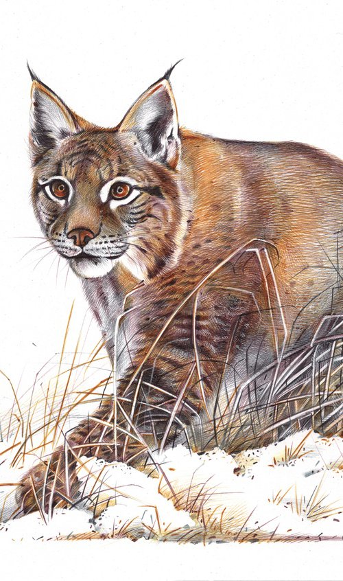 Eurasian Lynx by Daria Maier