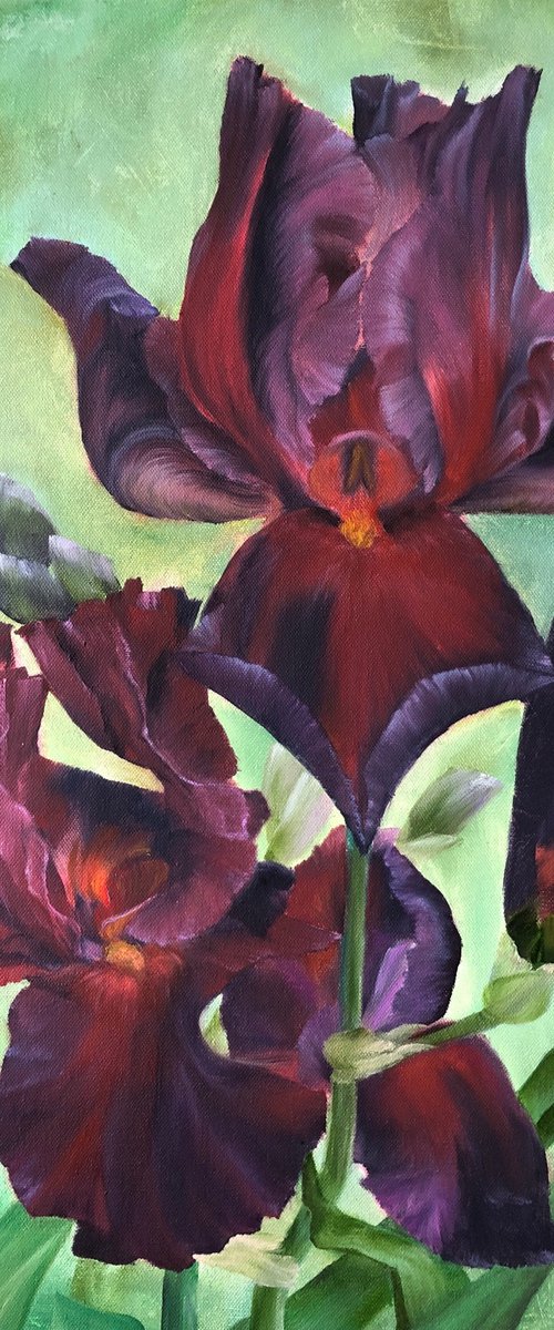 Play with Fire Irises. Irises series by Alesia Yeremeyeva