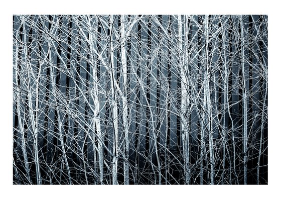 Silver Birches. Limited Edition 1/50 15x10 inch Photographic Print