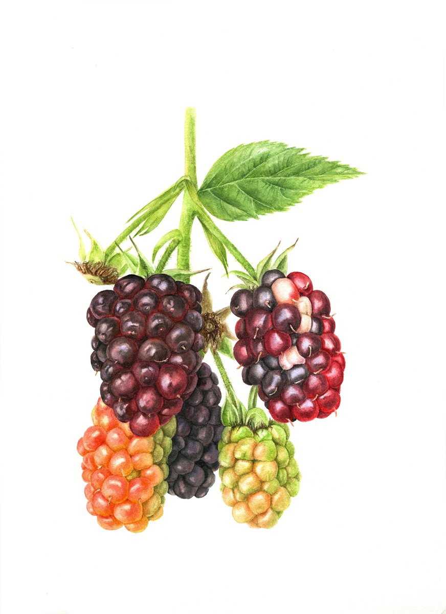 Blackberries original watercolor by Alona Hrinchuk