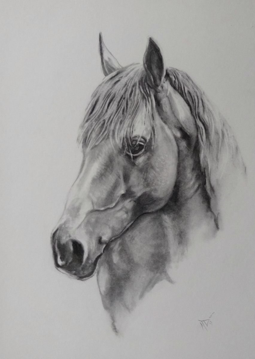 Horse 'champion' Charcoal drawing by Mel Davies Original Art | Artfinder