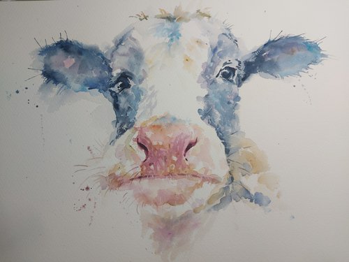 Cow portrait by Sue  Green