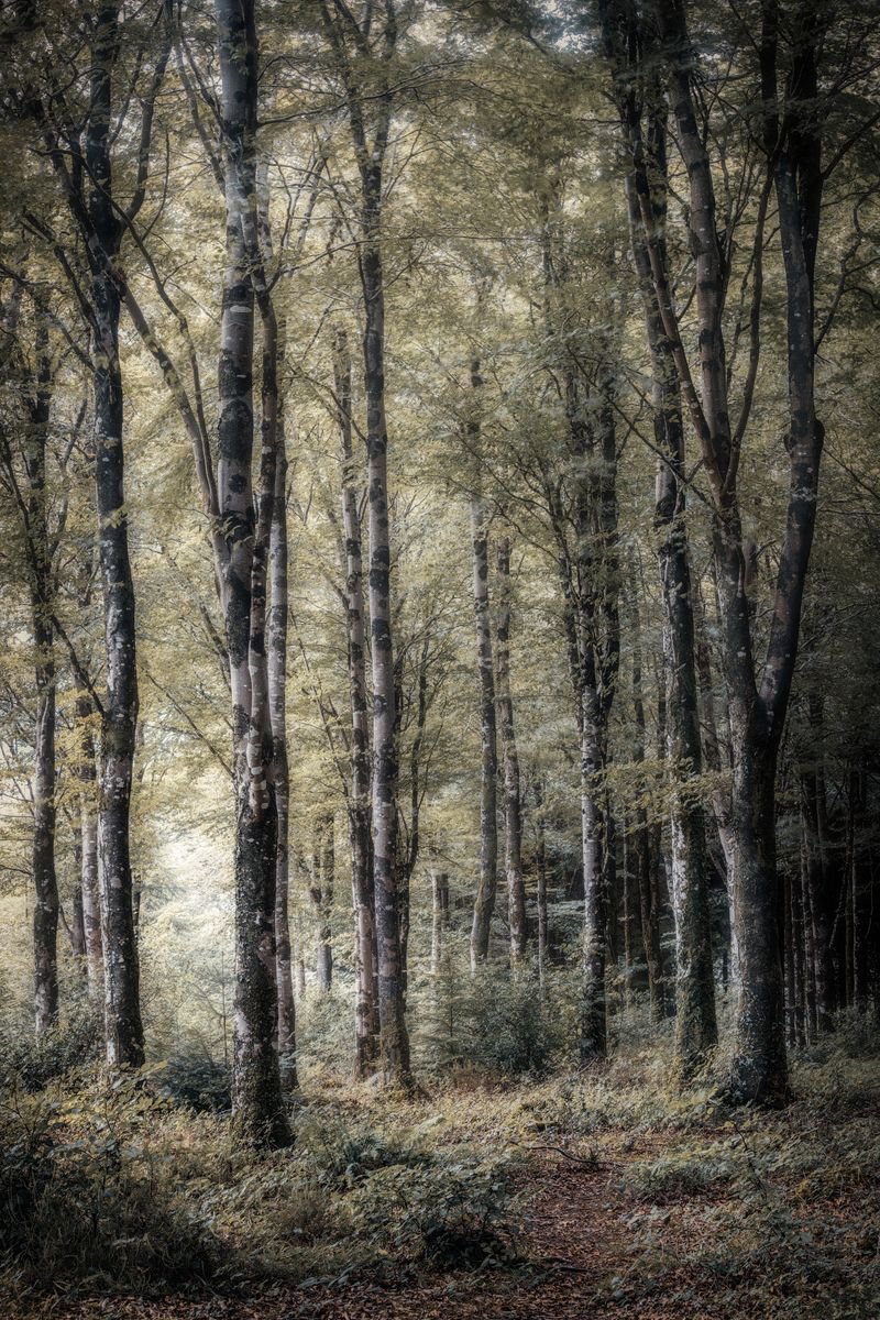 Photorealistic Photograph , Beechwood By Paul Nash, 16 X 24, Artwork For Sale On Artfinder