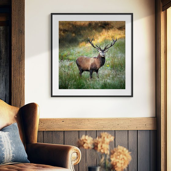 Royal Stag, Scotland