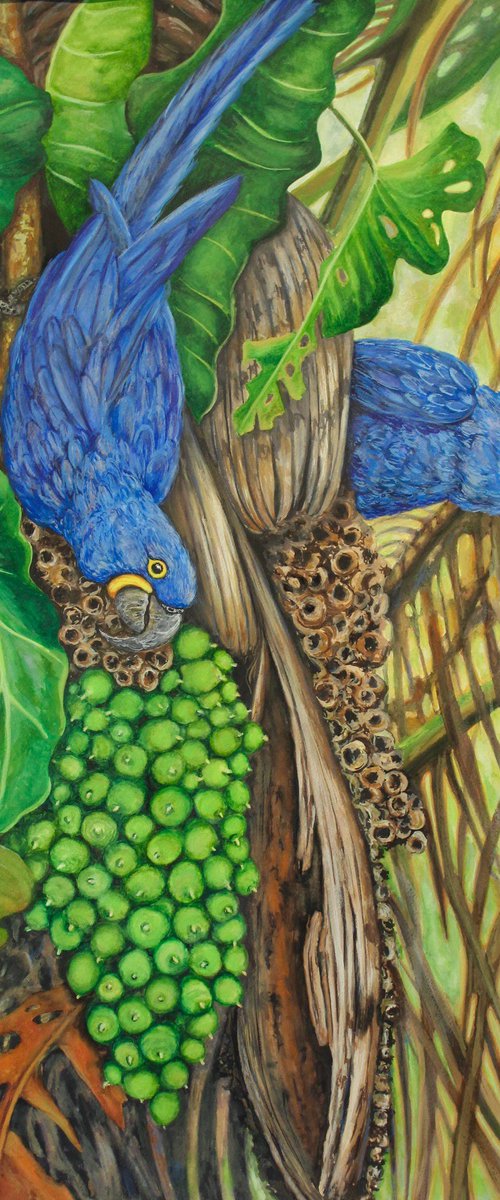 Hyacinth Macaws In The Rainforest by Kristen Olson Stone