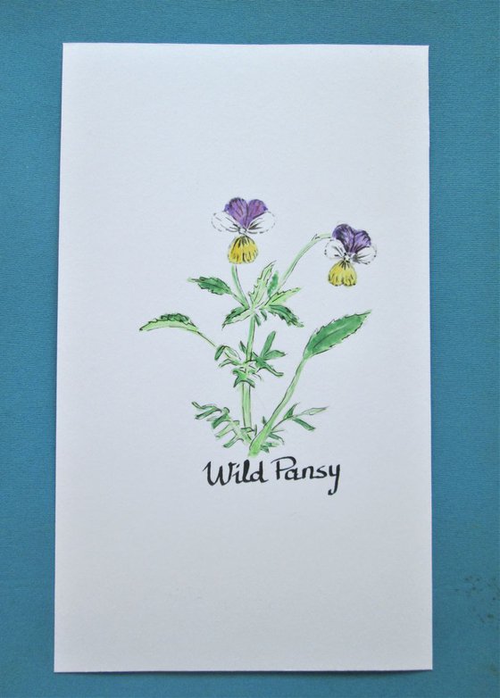 Wild Pansy