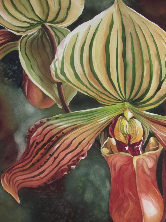 Ladyslipper orchid