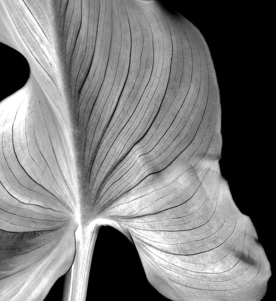 Arum Leaf - Diptych