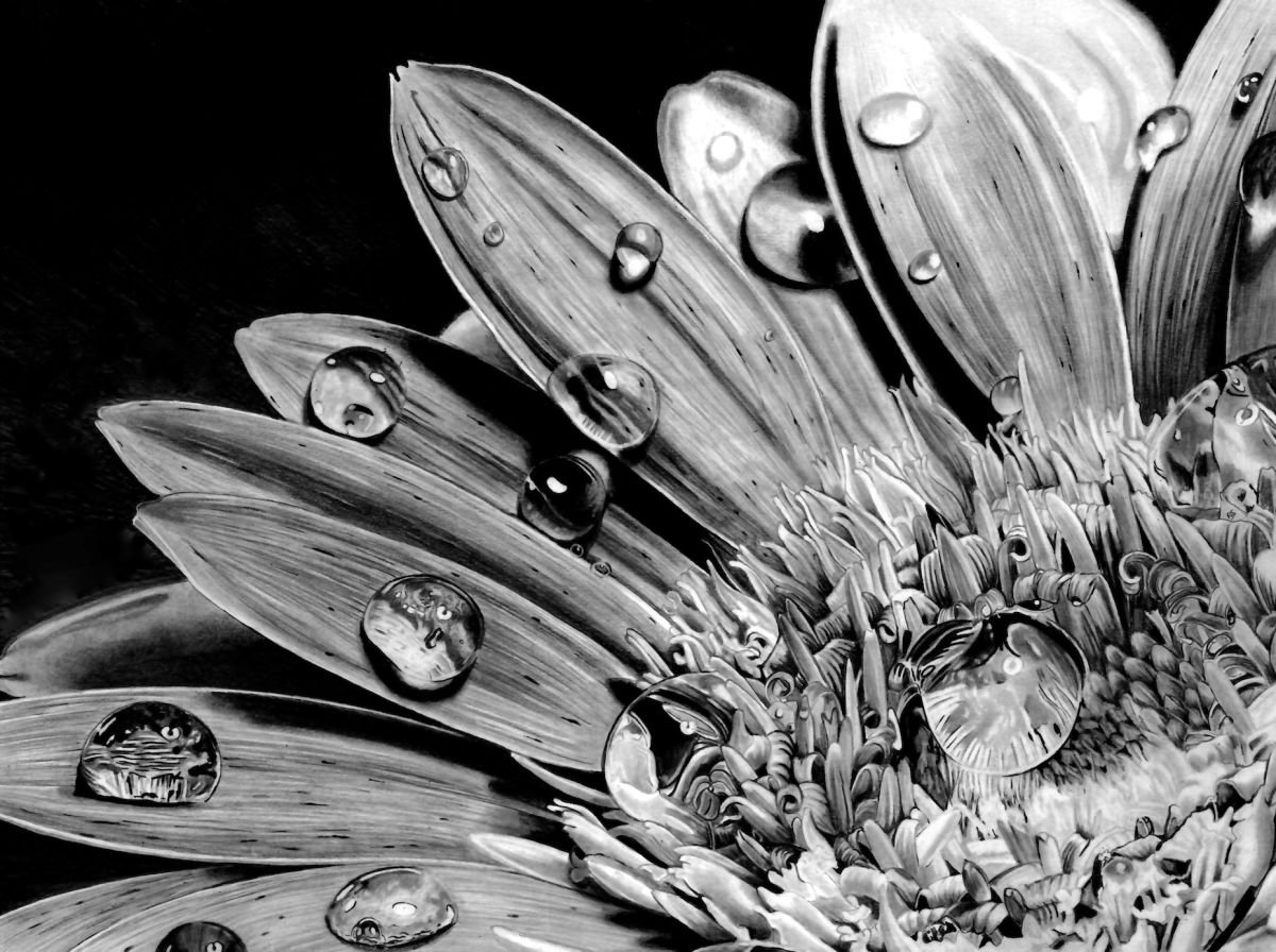 Morning Dew Drops Pencil drawing by Paul Stowe | Artfinder