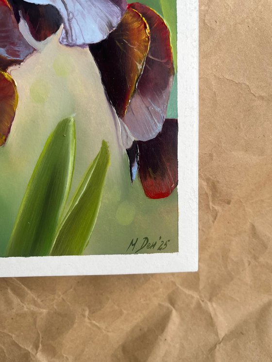 Yellow Burgundy Irises