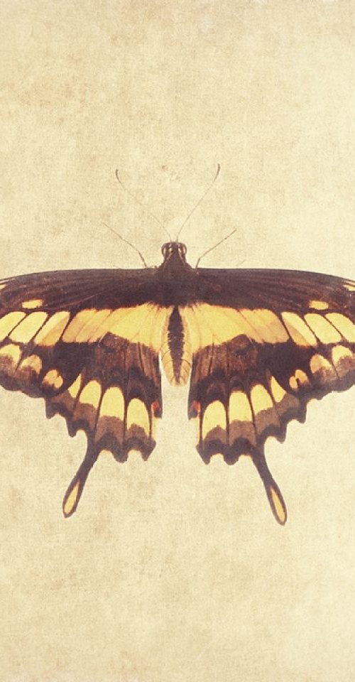 Black Swallowtail Butterfly Yellow by Nadia Attura
