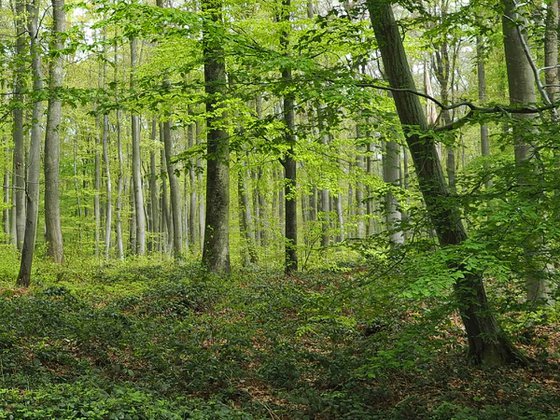 Lyons-la-Forêt au printemps